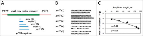 Figure 4. Correlation between Cq and amplicon length in mcl1 gene transcript observed in apoptotic eggs. Positions and sequences of 5′ qPCR primers targeting qPCR amplicons of different length in mcl1 gene transcript are presented in panels (A) and (B), respectively. First strand cDNA was generated with random hexamer primers. The results of pairwise correlation analysis between Cq and amplicon length are shown in panel (C). Calculated values of the pairwise correlation coefficient (r) and one-tailed probability test (p) are indicated in panel (C).