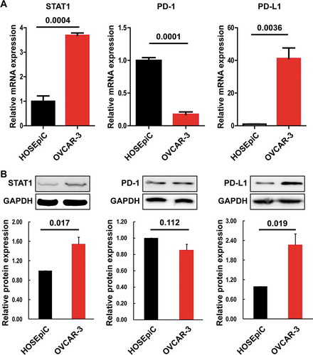 Figure 2. Expression of STAT1, PD-1, and PD-L1 in HOSEpiC and OVCAR-3 cells. (a) The expression of STAT1, PD-1, and PD-L1 mRNA was determined by quantitative RT-PCR. (b) The expression of STAT1, PD-1, and PD-L1 protein was determined by Western blot. (c) Densitometric analysis of the gels in (B). The number above the bar indicates a P-value