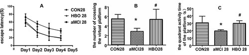 Figure 4 HBO treatment alleviated learning and memory impairment in the 28-day groups. (A) Escape latency: Compared with CON28 group, ■P <0.05; Compared with aMCI28, ▲P <0.05. (B) The number of platform crossing: Compared with CON28group, *P<0.05; Compared with aMCI28, #P<0.05. (C) Activity time in the fourth quadrant: Compared with CON28 group, *P<0.05; Compared with aMCI28, #P<0.05.