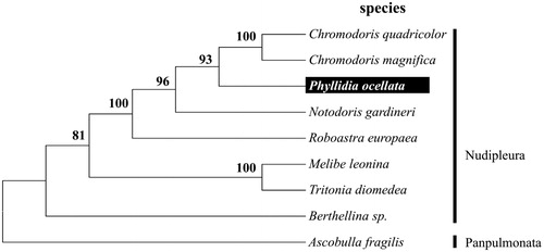 Figure 1. Molecular phylogeny of Phyllidia ocellata and other related species in Nudipleura based on complete mitogenome. The complete mitogenomes is downloaded from GenBank and the phylogenic tree is constructed by a maximum-likelihood method with 500 bootstrap replicates. The gene’s accession number for tree construction is listed as follows: Ascobulla fragilis (NC_012428), Berthellina sp. (NC_015091), Tritonia diomedea (NC_026988), Melibe leonina (NC_026987), Roboastra europaea (NC_004321), Notodoris gardineri (NC_015111), Phyllidia ocellata (KU351090), Chromodoris magnifica (NC_015096) and Chromodoris quadricolor (KU317089).