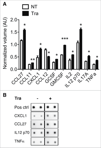 Figure 6. Evaluation of chemokine/cytokine secretion by macrophages after Trabectedin treatment. (A) Quantification of cytokines and chemokines in the supernatants of macrophages treated with Trabectedin for 24h, or untreated. Data are represented as means of normalized volumes (arbitrary units – AU) ± SEM from two independent experiments. Statistical analysis by unpaired Student's t test. (B) Representative spots from the recorded images of one array.