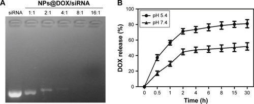 Figure 2 (A) The binding between RGDfC-SeNPs@DOX and siRNA was examined by agarose gel electrophoresis at various N/P ratios. (B) In vitro pH-triggered release of DOX from the RGDfC-SeNPs@DOX/siRNA nanoparticles.Abbreviations: DOX, doxorubicin; N, nitrogen; NPs@DOX/siRNA, RGDfC-SeNPs@DOX/siRNA; P, phosphorus; RGDfC, Arg-Gly-Asp-D-Phe-Cys peptide; SeNPs, selenium nanoparticles.