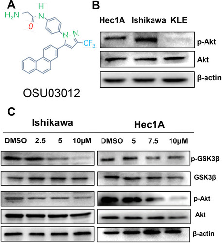 Figure 1 OSU-03012 disrupts Akt signaling. (A) The chemical structure of OSU-03012. (B) Examination of phosphorylated Akt (p-Akt) in EC cell lines. (C) Western blot analysis of proteins associated with Akt signaling expression in EC cells treated with OSU-03012 for 48 h. β-actin was used as an internal reference.