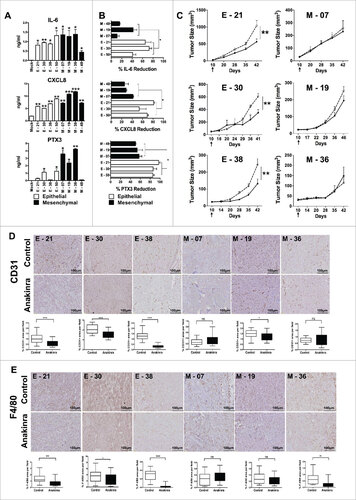 Figure 3. IL-1R antagonist reduces inflammation and tumor growth only in K-Ras-pancreatic cells with epithelial phenotype. (A) Constitutive secretion of inflammatory mediators (IL-6, CXCL8 and PTX3) in different epithelial and mesenchymal cell lines measured by ELISA. (B) Inhibition of inflammatory mediators in cell lines upon blocking IL-1 signaling with Anakinra (100 ng/ml). Mean +/-SD, 3 independent experiments, #P< 0.05. (C) Tumor growth (volume) in NSG mice of epithelial cell lines (E-21, E-30, E-38) and mesenchymal cell lines (M-7, M-19, M-36), treated (solid circle) or not (empty circles) with Anakinra (2 μg/mouse, three times/week), 5–7 mice for each group, two-way ANOVA ##P<0.01 (D) Representative immunohistochemistry image of CD31+ vessel network in tumor sections from untreated or Anakinra-treated mice and relative quantification. (E) Representative Immunohistochemistry pictures (F4/80, macrophages) in the same tumors sections. Scale bar = 100 μm. Images were captured with V20Dot Slide microscope and analyzed with image pro analysis software in D and E, bar graphs indicate the quantification of the specific immunoreactive area (Mean +/-SD of 5 sections/tumor, 3–5 tumors per group). Student's t test #P<0.05 ##P<0.01 ###P<0.001. ns: non-significant.