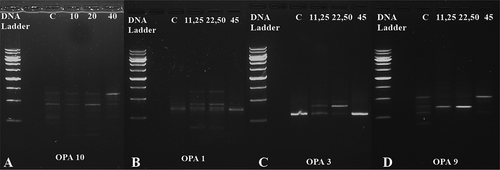 Figure 6. PCR products of control and treated groups: (A) carmoisine; (B, C and D) sunset yellow).