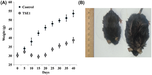 Fig. 8. Effect of TSE1 supplementation on diet-induced obesity in mice.Note: C57Bl/6 J-ob/ob mice were randomly assigned to two groups of 10 each after 1 week of acclimatization. The control group was fed with a high-fat diet, and the TSE1 group was fed with the high-fat diet plus 10 μg/g body weight of TSE1 by oral gavage once a day. (A) Body weight was measured with an electronic scale at 5-d time intervals for 40 d. Values are expressed as the mean ± SEM (n = 10). (B) Weight loss of obese mice fed TSE1 (left), control (right).