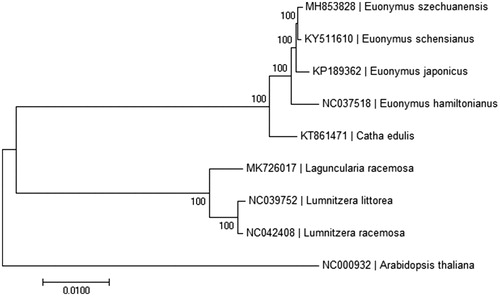 Figure 1. Neighbor-joining tree based on the complete chloroplast genome sequences of 9 species. The numbers on the branches are bootstrap values.