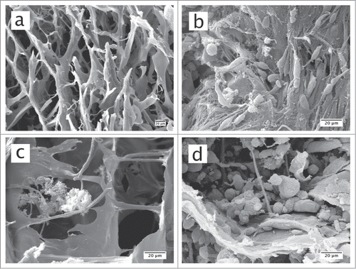 Figure 3. SEM images of original collagen sponge structures (a), collagen sponges on which the 3D in vitro gingival tissue had been reconstructed (b), collagen sponges in the presence of biofilms only (c), or collagen sponges on which the 3D in vitro gingival tissue had been reconstructed and challenged with the biofilms for 24 h (d).