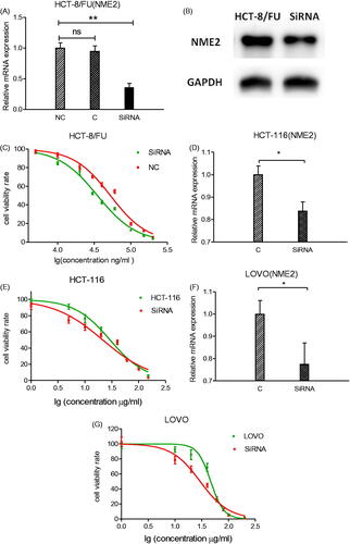 Figure 4. Effect of NME2 knockdown on cell survival. HCT-8/FU cells transfected with SiRNA targeting NME2 and untransfected cells (C) were cultured for 24 h. (A) Relative levels of NME2 mRNA were analysed by qRT-PCR in HCT-8/FU cells after different siRNA treatments. (B) Protein level of NME2 was analysed by Western Blotting in HCT-8/FU cells after different SiRNA treatments. (C) Inhibitory effects of various concentrations of 5-FU on HCT-8/FU cells by SiR1 treatments. (D–G) NME2 was silenced in HCT-116 and LOVO cells. (D,F) Relative levels of NME2 mRNA by qRT-PCR in HCT-116 and LOVO cells after different SiRNA treatments; (E,G) Inhibitory effects of various concentrations of 5-FU on HCT-116 and LOVO cells by SiR1 treatments. *p < .05, **p < .01, ns represents no statistic difference.