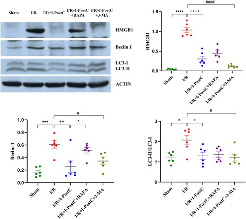 Figure 4. Representative western blotting images and statistical analysis of HMGB1, Beclin1 expression levels in the kidneys and LC3II/LC3I ratio in different groups. Data are presented as the mean ± SD, N = 6/group. ****p<.0001, ***p<.001, *p<.05, I/R vs. sham; ++++p<.0001, ++p<.01, +p<.05, I/R + I-PostC vs. I/R; ####p<.0001, #p<.05, I/R + I-PostC + 3-MA vs. I/R; ∧p<.05, I/R + I-PostC + RAPA vs. I/R + I-PostC.