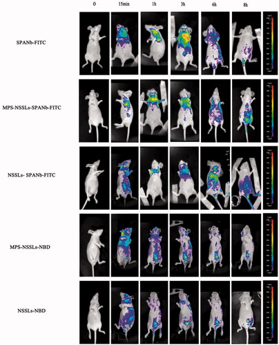 Figure 2. Lung-targeting analysis of MPS-NSSLs-SPANb in nude mice by small animal imaging. The experiments were performed independently three times, and showed similar results.