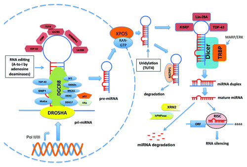 Figure 1. Canonical miRNA biogenesis and its regulation by interacting partners. MiRNAs genes are transcribed by RNA polymerases II or III (Pol II/III) into pri-miRNAs from intergenic or intronic regions. The pri-miRNAs are recognized and processed by the DROSHA-DGCR8 complex to generate pre-miRNAs, which are subsequently released into cytosol by the XPO5-containing nuclear export receptor complex. The cytosolic pre-miRNAs will be further digested by the Dicer-TRBP complex to produce miRNA duplexes, which are unwinded and incorporated into the RISC complex for target recognition and silencing. Single-stranded miRNA can be decayed by the 5′-3′ exoribonuclease XRN2 or 3′-5′ exoribonuclease human polynucleotide phosphrylase (hPNPase). The unprocessed pre-miRNAs can also bind to MCPIP1, leading to degradation of pre-miRNAs. The biogenesis of miRNA is subjected to regulation by many proteins that bind to either pri-miRNAs or pre-miRNAs (refer to text for details).