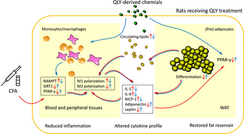 Figure 6 QLY disrupted the inflammatory interplay between monocytes/macrophages and (pre)-adipocytes in AIA rats. QLY regulated expression of NAMPT, SIRT1 and PPAR-γ within monocytes/macrophages, and altered their polarization towards to anti-inflammatory phenotype. Meanwhile, QLY promoted PPAR-γ expression in (pre)-adipocytes. As a result of restored physiological functions of WAT, the secretion of pro-inflammatory circulating lipids and adipokines/cytokines was declined. Consequently, it attenuated the inflammatory stimulus to monocytes/macrophages.