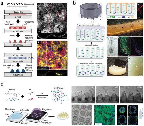 Figure 6. (a) Fabrication of patterned PDMS substrates to mimic the epidermal rete ridges. Keratinocyte patterning on collage-coated PDMS substrates (involucrin stained in yellow, β1 integrin stained in red, scale bar: 200 µm). Reprinted from reference [Citation100] with permission. (b) Hair follicles formed on microwells of collagen gels laden with dermal fibroblasts (FB). First, dermal papilla cells (DPC) were seeded within the wells, and then keratinocytes (KC). Cross sections of the construct (scale bar 2 mm) and immunostaining (scale bar 100 µm) show active DPC cells at their physiological positions (black arrows). Prolonged culture period led to hair fiber formation (arrowheads, scale bar 2 mm). Reprinted from reference [Citation48] with permission (http://creativecommons.org/licenses/by/4.0/). (c) Intestinal villi-like microstructures fabricated by dynamic photopolymerization on poly(ethylene glycol) hydrogels provide the barrier formed CaCo-2 cells with improved physiological characteristics (scale bars: 150 µm; (upper row); 200 µm (lower row, left and middle); 50 µm (lower row, right)). Reprinted from reference [Citation106] with permission.