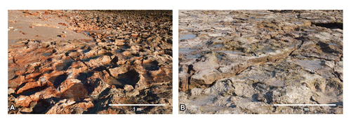FIGURE 15. Exposures of LFA-2 preserving evidence of heavy ‘dinoturbation.’ A, UQL-DP30, showing a likely sauropod thoroughfare; B, UQL-DP9, showing partly eroded tracks of large ornithopods and sauropods.
