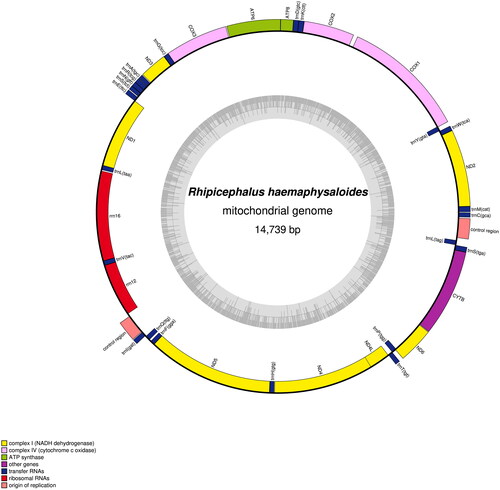 Figure 2. Mitochondrial genome map of Rhipicephalus haemaphysaloides.