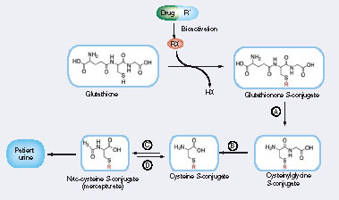 Figure 1. Formation of a drug–glutathione conjugate and its subsequent degradation into a drug mercapturate conjugate. (A) γ-glutamyltranspeptidase, (B) dipeptidase: cysteineglycine dipeptidase and aminopeptidase, (C) cysteine conjugate N-acetyltransferase and (D)N-deacetylase.Glu: Glutamate; Gly: Glycine; RX: Reactive species.