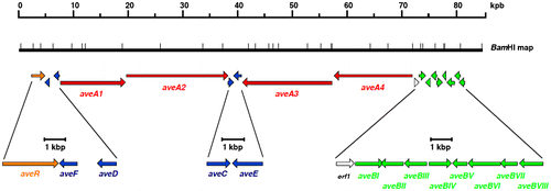 Fig. 3. Physical map of avermectin biosynthesis gene clusters: regulatory genes (orange), polyketide synthase genes (red), polyketide modification enzyme genes (blue), and glycosidation and sugar biosynthesis genes (green).