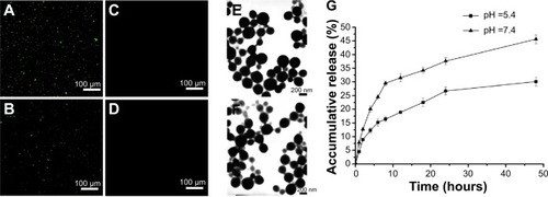 Figure 2 Fluorescence microscope images of identification of mAb GRP78 and IgG in NPs.Notes: (A) mAb GRP78-NPs; (B) IgG-NPs; (C) unconjugated mAb GRP78 NPs; (D) unconjugated IgG NPs; (E) SEM morphology of mAb GRP78-NPs; (F) SEM morphology of IgG-NPs; (G) 5-Fu release curve showing that mAb GRP78-NPs displayed faster release in pH 7.4 than in pH 5.4.Abbreviations: 5-Fu, 5-fluorouracil; IgG-NPs, NPs conjugated with IgG; mAb GRP78, monoclonal antibody against GRP78; mAb GRP78-NPs, NPs conjugated with mAb GRP78; NPs, nanoparticles; SEM, scanning electron microscope.