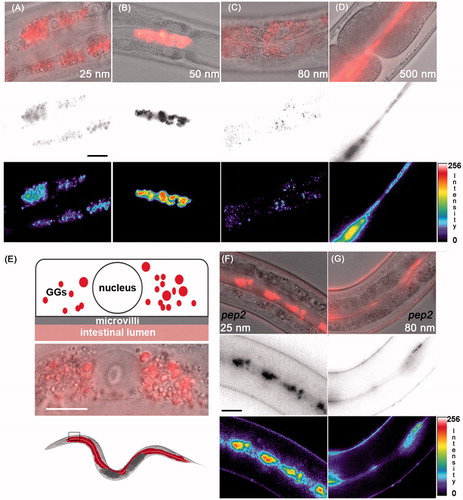 Figure 2. Uptake routes of silica particles. (A–C) Representative micrographs of 2-day-old adult C. elegans that were fed with 0.2 mg/mL rhodamine-labeled silica NPs for 48 h. Top row: epifluorescence (red) merged with differential interference contrast (DIC) microscopy; middle: epifluorescence was inverted to gray scale; bottom: epifluorescence was inverted to pseudocolor and intensity map. (A,C) Nanosilica synthesized by the Hartlen preparation. (B) Nanosilica synthesized by the Stoeber process. Bar, 15 µm. (D) Representative micrographs of 2-day-old adult C. elegans that were treated with 0.5 mg/mL rhodamine-labeled BULK silica particles for 48 h. Top: epifluorescence merged with DIC; middle: gray scale; bottom: pseudocolor and intensity map. (E) Top: schematic of the localization of Hartlen nanosilica (25 and 80 nm) in a single intestinal cell within gut granules (GGs, red); middle: blow up of a single (anteriormost) intestinal cell, merged epifluorescence (red) and DIC; bottom: schematic of an entire worm with colored gut (red) and inset that locates anteriormost intestinal cells. Bar 7.5 µm. (F–G) Representative micrographs of 2-day-old adult pep-2 mutants that were treated with 0.2 mg/mL rhodamine-labeled Hartlen silica NPs for 48 h. In OPT-2/PEP-2 deletion mutants Hartlen nanosilica locate in the gut lumen. Bar, 15 µm. GGs, gut granules; intensity, fluorescence intensity in arbitrary units; nm, nanometer; nucleus, cell nucleus; pep-2, OPT-2/PEP-2 deletion mutant. Note: Colour version of this figure is available online.