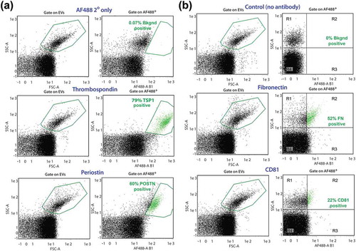 Figure 6. A1-EV surface marker profiles by nanoflow cytometry. Representative forward scatter (FSC) and side scatter (SSC) plots of A1-EV populations analysed with the MACSQuant nanoparticle flow cytometer for the expression of established EV surface markers, using a combination of primary and secondary antibodies. Newt A1-EVs were readily detectable above background noise as a separate population. (a) Gate settings for A1-EV FSC-A/SSC-A are shown on the left set of graphs and gate settings for fluorescent-positive particle gates are shown on the right side (boxed in green, with positive EVs also shown in green colour). These graphs show marker profiling for the control secondary antibody (AF488 2° only), TSP1, and POSTN. (b) Nanoflow cytometry analyses of A1-EVs using fluorescent-conjugated primary antibodies for control (no antibody), FN and CD81 surface antigens are shown.
