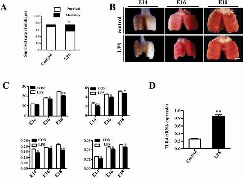 Figure 1. LPS induced macroscopic alteration in chick embryonic lungs. (A) LPS exposure significantly reduced survival rate of E18 chick embryos compared to controls. (B) The morphological appearance of embryonic chick lungs at E14, E16 and E18, and LPS induced smaller sized changes. (C) LPS exposure significantly reduced the wet and dry mass of embryos and lungs. (D) The qPCR data show LPS induced significantly up-regulated TLR4 expression at mRNA level in E18 chick lungs. *P < 0.05. **P < 0.01. Scale bar = 200μm.