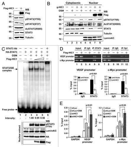 Figure 4. HIC1 attenuates the DNA binding activity of STAT3. (A) Western blot analysis of STAT3 phosphorylation in MDA-MB 231 cells infected with lentivirus expressing Flag-tagged HIC1. (B) Western blotting shows STAT3 phosphorylation, acetylation, and nuclear translocation in MCF7 cells transfected with Flag-HIC1, serum starved for 24 h and then treated with OSM (20 ng/ml; 30 min). Tubulin and lamin A/C were used as loading controls for cytosolic and nuclear fractions, respectively. (C) Phosphoimager analysis of the EMSA gel showing 32P-labeled SIE oligonucleotide with nuclear extracts from 293T cells transfected with HA-STAT3 along with or without increasing amounts of Flag-HIC1 and treated with OSM (20 ng/ml; 30 min) or incubated with anti-STAT3 for supershift as indicated. Western blots show the levels of indicated proteins in the nuclear extracts of each sample for EMSA (bottom). The intensity of STAT3/SIE complex was quantified by densitometry and the relative binding of STAT3 to SIE is indicated after normalization to the sample with OSM treatment but without Flag-HIC1 transfection taken as 1. (D) ChIP semi-quantitative and real-time qPCR analyses of MDA-MB 231 cells infected with lentivirus expressing Flag-tagged HIC1. ChIP assays were performed using indicated antibodies, and PCR was performed with primers specific for a region encompassed the STAT3 or Sp1 binding site in the promoter regions of c-Myc and VEGF genes. The semi-quantitative PCR products were resolved on 1.5% agarose gel (top panel). Bar graph shows the ChIP real-time qPCR data with anti-STAT3 or control antibody (bottom panel). Error bars, standard deviation; n = 3. “Input” represents 1% of the chromatin used for the immunoprecipitation with indicated antibodies. (E) ChIP real-time qPCR analyses of WI38 cells infected with lentivirus expressing shHIC1 for 24 h, serum starved for additional 24 h and then treated with OSM (20 ng/ml; 30 min). ChIP assays were performed using anti-STAT3 antibody and qPCR was performed with primers specific for a region encompassed the STAT3 binding site in the promoter regions of c-Myc and VEGF genes or for the exon region of GAPDH as a negative control. Error bars, standard deviation; n = 3. “Input” represents 1% of the chromatin used for the immunoprecipitation with anti-STAT3 antibody.