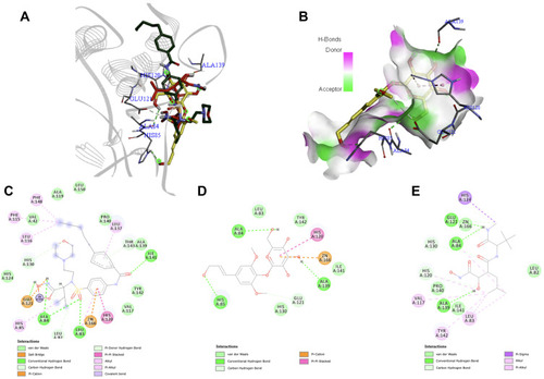 Figure 7 (A) Binding mode of syringin (yellow sticks), i52 (green sticks), and marimastat (red sticks) on the active site of matrix metalloproteinase-2 (MMP-2); (B) 3D docking snapshot showing syringin on the surface of MMP-2; (C) 2D interaction diagram of the native ligand (i52) with MMP-2; (D) 2D interaction diagram of syringin with MMP-2; (E) 2D interaction diagram of the established inhibitor (marimastat) with MMP-2.