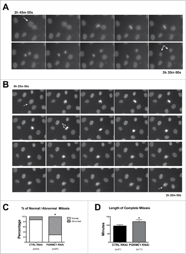 Figure 2. Effect of PGRMC1 silencing on bGC mitosis by time-lapse analysis of transfected bGC. (A) Example of normal mitosis occurring in bGC transfected with CTRL RNAi. The cell goes through all the mitotic phases from prophase to telophase giving rise to two daughter nuclei (see Supplemental Movie 1). (B) Example of abnormal mitosis in bGC transfected with PGRMC1 RNAi, in which the cell starts the division process undergoing prophase but then fails to proceed beyond the Ana/Telophase (see Supplemental Movie 2). Additional examples of abnormal mitosis occurring in PGRMC1 RNAi treated bGC are shown in Supplemental Movies 3 and 4. (C) Graph showing the frequency of normal and aberrant mitotic events assessed in CTRL and PGRMC1 RNAi treated cells. Data were analyzed by Fisher exact test. *indicates significant differences between groups P < 0.05. (D) Graph showing the time to complete mitosis in CTRL and PGRMC1 RNAi treated cells. Data were analyzed by unpaired Student's t-test, *indicates significant differences between groups (P < 0.05). This experiment was replicated four times; the total number of cells analyzed is shown in brackets.
