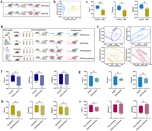 Figure 4. Gut microbiota depletion and fecal microbiota transplantation (FMT). (a) Schematic illustration of gut microbiota depletion caused by antibiotics (ABX). (b) Multiple sample PCoA. (c) Community α-diversity presented by the Chao 1, Shannon, and Simpson indices. (d) Schematic illustration of FMT to colitis mice. (e) Multiple sample PCoA in different groups. (f-i) Community α-diversity presented by the Chao 1, Shannon, and Simpson indices in different groups. (n = 4 in each group). Mean ± SD is shown. Student’s t test was applied. nsp > .05, *p < .05, and **p < .01.