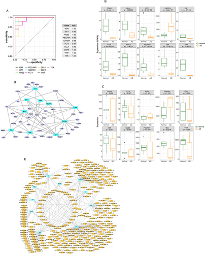Figure 6 Analysis of hub genes in aortic dissection (AD). (A) Receiver operating characteristic ROC curves of hub genes on determining AD patients from normal control. (B, C) Box plots showing the expressions of hub genes in training and validation cohorts. (D) Transcription factors-hub genes regulation network, in which rectangles in cyan indicate hub genes and diamonds in violet indicate transcription factors. The lines between rectangles and diamonds mean that they have regulatory relationship. (E) MiRNAs-hub genes regulation network, in which rectangles in cyan indicate hub genes and circles in Orange indicate miRNAs. The lines between rectangles and circles mean that they have regulatory relationship.