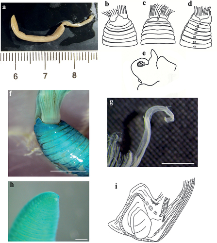 Figure 12. Myxicola mikacae. (a) entire worm; (b–d) peristomial ring: (b) ventral, (c) dorsal and (d) lateral view; (e) complex of ventral and dorsal lips; (f) photo of peristomial ring; (g) radiolar tip; (h) pygidium; (i) scheme of radiolar section. Scale bars: f = 2 mm; g = 1 mm; h = 0.5 mm.
