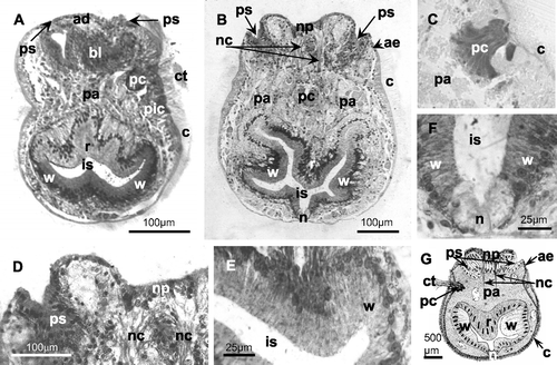 Figure 2 Histological sections of the larvae ofM. truncata (A, B, D–F: toluidine blue staining; C: PAS staining). A, sagittal section of a larva fixed immediately after its release from the colony; B, frontal section of a larva fixed 24 h after the release; C, sagittal section of the pyriform complex (200×); D, detail of the apical disc; E, F, details of the internal sac; G, schematic reconstruction of the larva based on several samples diversely oriented: in particular the pyriform complex is located as in sagittal sections and the neuromuscular cords are drawn as in frontal sections. ad, apical disc; ae, aboral epithelium; bl, blastema; c, ciliated corona; ct, ciliary tuft; is, internal sac (n, neck, r, roof, w, wall); nc, neuromuscular cord; np, neural plate; pa, parenchyma; pc, pyriform complex; pic, pigmented cells (possible photoreceptor? see text); ps, pallial sinus.