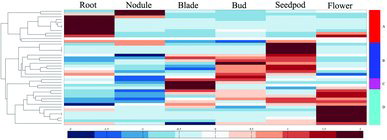 Figure 3. Heat map showing the expression of MtEXP genes in different tissues of M. truncatula, based on high-throughput sequencing data.