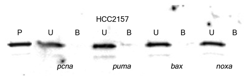 Figure 3. Streptavidin DNA binding assay with mutant p53 from HCC2157 cell line. Nuclear extracts from HCC2157 containing 50 pg of the p53 protein were reacted with 20 pmoles of biotinylated gene regulatory sequence (marked at the bottom of each panel) and DNA binding was performed as described in Materials and Methods. The unbound (U) and bound (B) fractions from each reaction along with a pre-bound control (P) were loaded on an SDS-PAGE, transferred to a PVDF membrane and probed with DO-7 to determine the percent p53 bound to each sequence.