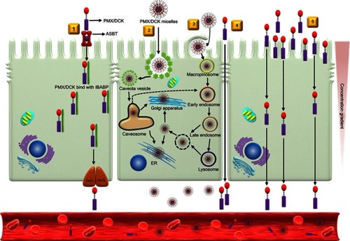 Figure 3 Schematic diagrams of possible specific and nonspecific transport pathways, and predicted intracellular trafficking and transcytosis of PMX/DCK-OP across an intestinal epithelium: (1) ASBT-mediated transport; (2) caveola/lipid raft-mediated endocytosis; (3) macropinocytosis; (4) paracellular transport; and (5) transcellular passive diffusion.Abbreviations: PMX, pemetrexed; DCK, Nα-deoxycholyl-L-lysyl-methylester; PMX/DCK, ion-pairing complex between PMX and DCK; PMX/DCK-OP, oral powder formulation of PMX/DCK; ASBT, apical sodium-dependent bile acid transporter; IBABP, intestinal bile acid-binding protein; OSTα, organic solute transporter alpha; OSTβ organic solute transporter beta; ER, endoplasmic reticulum.