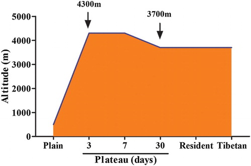 Figure 1. Schematic representation of the altitude in each group.