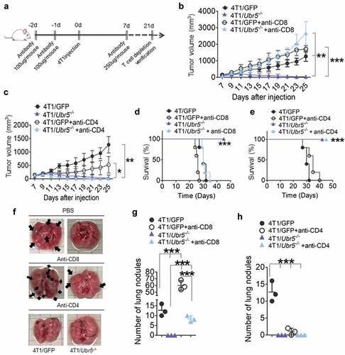 Figure 3. Effects of T cell depletion on tumor growth and metastasis. (a) Schematic for T cell depletion in 4T1 tumor-bearing mice. (bc) 4T1 tumor growth curves with CD8 T cell depletion (b) or CD4 T cell depletion (c) (n = 5 per group). (d,e) The survival rates of 4T1 tumor-bearing mice with CD8 T cell depletion (d) or CD4 T cell depletion (e) were monitored and quantified (n = 5 per group). (f,h) Lung metastasis in mice bearing 4T1 on d 24 post-tumor cells s.c. injection. (f) Representative images for lung nodules. Lung nodules in CD8 T cell-depleted tumor-bearing mice (g) and CD4 T cell-depleted tumor-bearing mice (h) were quantified. Data are representative of three independent experiments with similar results. Data represent mean ± SEM; *P < .05, **P < .01, ***P < .001