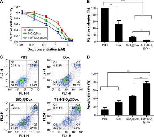 Figure 4 In vitro evaluation of the anticancer efficacy of TSH-SiO2@Dox on thyroid cancer cells. Cell viability curve of Dox, SiO2@Dox, and TSH-SiO2/Dox at 72 h (A) and relative cell colonies formation by cells treated with Dox, SiO2@Dox, and TSH-SiO2/Dox, respectively, at an equal Dox concentration at 0.05 µM (B). (C and D) Apoptosis rate of the cells treated with Dox, SiO2@Dox, and TSH-SiO2/Dox. Data shown as mean ± SD (n=3). Significance is defined by *P<0.05, **P<0.01, and ***P<0.001.Abbreviations: Dox, doxorubicin; NP, nanoparticle; PBS, phosphate buffered saline; SD, standard deviation; SiO2, silicon dioxide; TSH, thyroid–stimulating hormone.