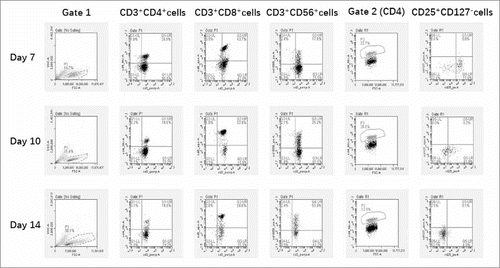 Figure 3. Immunological assessment of T-cell subgroup. The percentage of CD3+CD4+ cells, CD3+CD8+cells and CD3+CD56+cells were evaluated using 2-color FACS. Treg(CD3+CD56+CD127−) cells were evaluated using 3-color FACS. Expression of CD25 and CD127 after gating on CD4+. The representative scatter plots were demonstrated here.