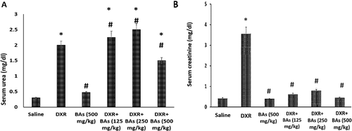 Figure 1. Effect of boswellic acids on serum creatinine and urea in mice treated with doxorubicin. Serum urea (c) and creatinine (b) in mice treated with doxorubicin (18 mg/kg, i.p.) in combination with boswellic acids (125, 250 or 500 mg/kg). Data are expressed as mean±SEM and analysis was done by one-way ANOVA followed by Tukey–Kramer’s post-hoc test. *Compared to saline group, #Compared to DXR group, P-value < 0.05, CI = 95%, n = 8.