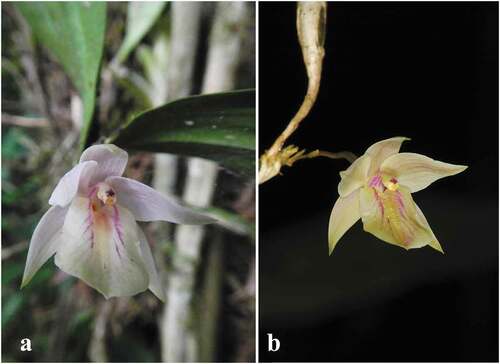 Figura 2. Scaphyglottis clavata. A. Espécimen en flor, Carchi, A. J. Pérez et al. 9829. B. Espécimen en flor de un cultivo privado en los alrededores de Macas, Morona Santiago, F. Tobar SN. Fotos: A por A. J. Pérez y B por F. Tobar