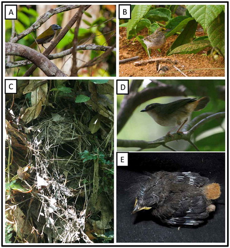 Figure 29. Photo-documentation of avian species during the faunal inventory in the vicinity of Boanamo, Orellana Province, Ecuador, 200–270 m. (A) Adult Buff-throated Saltator Saltator m. maximus; (B) Adult Yellow-browed Sparrow Ammodramus a. aurifrons; (C) Nest of Buff-rumped Warbler Myiothlypis f. fulvicauda; (D) Adult Buff-rumped Warbler; (E) Mid-aged nestling of Buff-rumped Warbler. Photos H. F. Greeney.