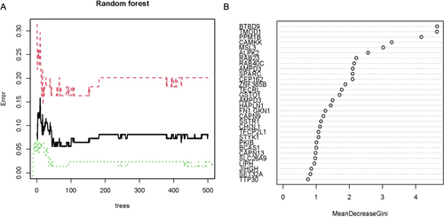 Figure 5 Random forest screening of candidate PCOS specific genes. (A) Relationship between the count of decision trees and the cross-validation error. The horizontal axis displays the count of decision trees, while the vertical axis highlights the cross-validation error. (B) The X-axis showcases the importance score of a gene determined through the Gini coefficient method, while the Y-axis lists the gene’s name.3.5. The Artificial Neural Network Model Was Developed And Subsequently Validated.