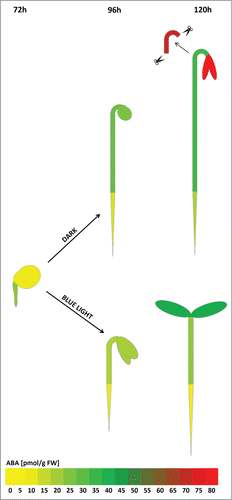 Figure 1. Spatiotemporal changes in ABA content presented in particular organs of tomato seedlings. ABA concentrations during germination in the D (72h) and etiolated growth in the D and during de-etiolation and photomorphogensis in BL (96 h-120 h) are visualized as a “heat-map” by color range. The colors represent median values of absolute ABA concentrations in given part of the seedling that were calculated from 3 biological repeats and correspond to the scale (0 – 80 pmol/g of fresh weight - FW).