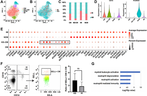 Figure 4 Comparison of monocyte subsets between healthy and KD infants. (A) t-SNE plot of monocyte subsets in healthy and KD infants. (B) t-SNE plot of monocyte subsets distributed in healthy infants and KD patients. Red dots represent monocytes from healthy infants and turquoise dots represent monocytes from KD patients. (C) Proportion of healthy and KD monocytes in each subset. (D) Classical markers of 4 subsets shown in violin plot. Y-axis demonstrates the normalized UMI counts. (E) Dot plot showing proportion of cells in each subset expressing marker genes (dot size), and average expression (color scale). KD-CM was featured by the marker genes in the black box. (F) Flow cytometry analysis of SELL+ CM fraction in healthy and KD infants. The left dot plots represent gating method of CM, and the right histogram represents statistical results. (n = 3, *p ˂ 0.05) (G) Gene functions of marker genes of KD-CM.