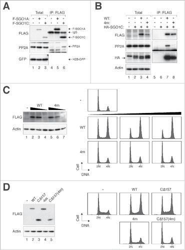 Figure 7. Binding to PP2A is essential for the effects of SGO1C on mitosis. (A) SGO1C binds PP2A. HeLa cells expressing histone H2B-GFP were transfected with control vector or plasmids expressing FLAG-SGO1A or FLAG-SGO1C. Lysates were prepared and subjected to immunoprecipitation using antibodies against FLAG. Both the total lysates and immunoprecipitates were then analyzed with immunoblotting. GFP analysis was included to assess protein loading and transfer. (B) 4m mutation (N60A, N61I, K62A, L68A) abolishes interaction with PP2A. HeLa cells were transfected with plasmids expressing FLAG-SGO1C (WT), FLAG-SGO1C4m, and HA-SGO1C as indicated. Lysates were prepared and subjected to immunoprecipitation using an antiserum against FLAG. Both the total lysates and immunoprecipitates were then analyzed with immunoblotting. (C) SGO14m is unable to induce mitotic arrest. HeLa cells were transfected with different amount of plasmids expressing SGO1C or SGO1C4m (1 µg, 3 µg, and 5 µg per 60-mm plates). A plasmid expressing histone H2B-GFP was co-transfected as a marker. The cell cycle profile of transfected cells was analyzed with flow cytometry. Lysates were also prepared and analyzed with immunoblotting. (D) SGO1CΔ157 containing 4m mutation does not induce mitotic arrest. HeLa cells were co-transfected with plasmids expressing histone H2B-GFP and SGO1C (WT), SGO1CCΔ157, SGO1C4m, or SGO1CCΔ157(4m). The cell cycle profile of transfected cells was analyzed with flow cytometry. Lysates were also prepared and analyzed with immunoblotting.