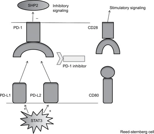 Figure 1 This figure depicts PD-L1 and PD-L2 signaling between an RS cell and a T-cell within the tumor microenvironment.