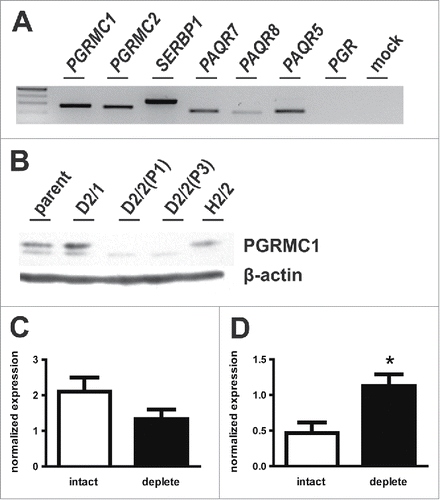 Figure 2. Expression of progesterone receptors in PGRMC1-intact and PGRMC1-deplete MDA breast cancer cell lines. (A) As shown by RT-PCR, parental MDA-MB-231 breast cancer cells do not express the classical PGR. MDA cells do express several putative non-classical progesterone receptors, including PGRMC1, PGRMC1, the PGRMC1 interacting protein serine 1 mRNA binding protein (SERBP1), and members of the progestin and adipoQ receptor (PAQR) family, PAQR5, PAQR7, and PAQR8. (B) Western blot showing expression of PGRMC1 in parental MDA cells and MDA cells treated with the pLKO-1 empty vector (D2/1), shRNA against PGRMC1 (D2/2, PGRMC1-deplete cells) or shRNA against PGRMC2 that was ineffective at knocking down PGRMC2 (H2/2, PGRMC1-intact cells). (C) PAQR7 expression in PGRMC1-intact and PGRMC1-deplete cells normalized to β-actin (n = 3). (D) PGRMC2 expression in PGRMC1-intact and PGRMC1-deplete cells normalized to β-actin (n = 3).