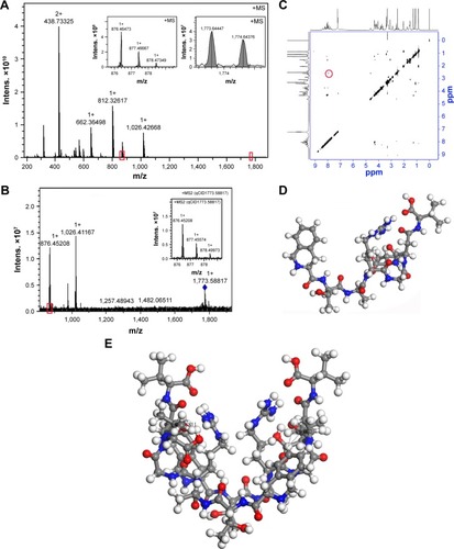 Figure 2 FT-MS spectrum, NOESY 2D NMR spectrum and the dimer of IQCA-TAVV.Notes: (A and B) FT-MS spectrum and qCID spectrum of 1 nM solution of IQCA-TAVV in ultrapure water, and the red box shows the amplified region in the MS spectrum; (C) NOESY 2D NMR spectrum of IQCA-TAVV and red ring–labeled interesting cross-peak; (D) Energy-minimized conformation of IQCA-TAVV’s monomer; (E) Energy-minimized conformation of IQCA-TAVV’s dimer.Abbreviations: FT-MS, Fourier transform mass spectrometry; IQCA-TAVV, 3S-1,2,3,4-tetrahydroisoquinoline-3-carbonyl-Thr-Ala-Arg-Gly-Asp(Val)-Val; Intens, intensities; NMR, nuclear magnetic resonance; qCID, qualitative contingent influence diagram.